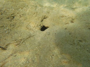 Mısır 'ın Kızıl Denizi' ndeki Bentik yaşam canlı resiflerde, kumlu diplerde ve kayalık substratlarda gelişir. Bu muhtelif topluluk mercanlar, süngerler, solucanlar, kabuklular, yumuşakçalar, ekodermler ve sayısız mikro faunayı içerir..