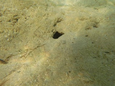 Mısır 'ın Kızıl Denizi' ndeki Bentik yaşam canlı resiflerde, kumlu diplerde ve kayalık substratlarda gelişir. Bu muhtelif topluluk mercanlar, süngerler, solucanlar, kabuklular, yumuşakçalar, ekodermler ve sayısız mikro faunayı içerir..