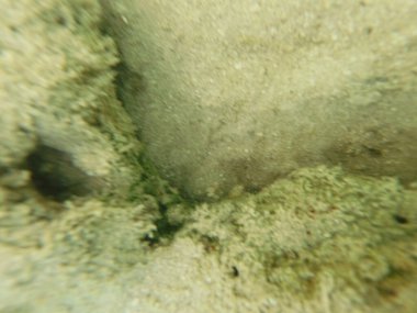 Mısır 'ın Kızıl Denizi' ndeki Bentik yaşam canlı resiflerde, kumlu diplerde ve kayalık substratlarda gelişir. Bu muhtelif topluluk mercanlar, süngerler, solucanlar, kabuklular, yumuşakçalar, ekodermler ve sayısız mikro faunayı içerir..