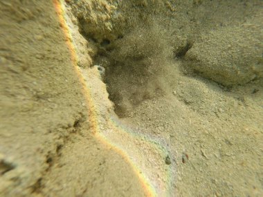 Mısır 'ın Kızıl Denizi' ndeki Bentik yaşam canlı resiflerde, kumlu diplerde ve kayalık substratlarda gelişir. Bu muhtelif topluluk mercanlar, süngerler, solucanlar, kabuklular, yumuşakçalar, ekodermler ve sayısız mikro faunayı içerir..