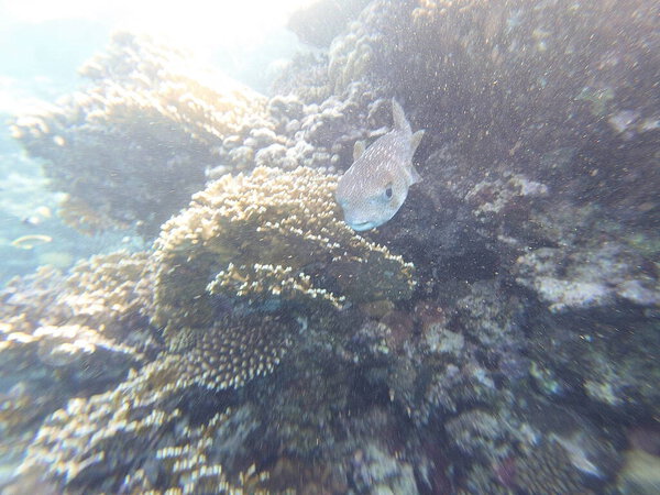 Diodon hystrix, широко известный как пятнистый дикобраз или длиннохвостый дикобраз, является крупной морской рыбой в семействе Diodontidae. Встречается в тропических и субтропических водах по всему миру., 