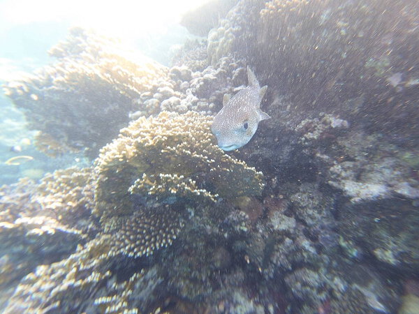 Diodon hystrix, широко известный как пятнистый дикобраз или длиннохвостый дикобраз, является крупной морской рыбой в семействе Diodontidae. Встречается в тропических и субтропических водах по всему миру., 