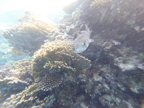 Diodon hystrix, широко известный как пятнистый дикобраз или длиннохвостый дикобраз, является крупной морской рыбой в семействе Diodontidae. Встречается в тропических и субтропических водах по всему миру., 