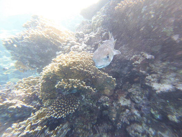 Diodon hystrix, широко известный как пятнистый дикобраз или длиннохвостый дикобраз, является крупной морской рыбой в семействе Diodontidae. Встречается в тропических и субтропических водах по всему миру., 