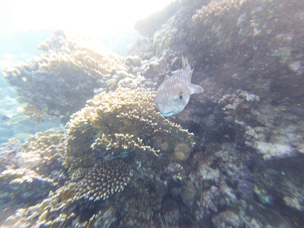 Diodon hystrix, широко известный как пятнистый дикобраз или длиннохвостый дикобраз, является крупной морской рыбой в семействе Diodontidae. Встречается в тропических и субтропических водах по всему миру., 