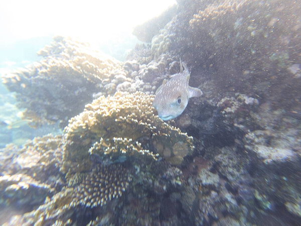 Diodon hystrix, широко известный как пятнистый дикобраз или длиннохвостый дикобраз, является крупной морской рыбой в семействе Diodontidae. Встречается в тропических и субтропических водах по всему миру., 