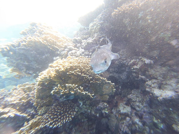 Diodon hystrix, широко известный как пятнистый дикобраз или длиннохвостый дикобраз, является крупной морской рыбой в семействе Diodontidae. Встречается в тропических и субтропических водах по всему миру., 