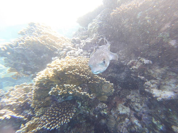 Diodon hystrix, широко известный как пятнистый дикобраз или длиннохвостый дикобраз, является крупной морской рыбой в семействе Diodontidae. Встречается в тропических и субтропических водах по всему миру., 