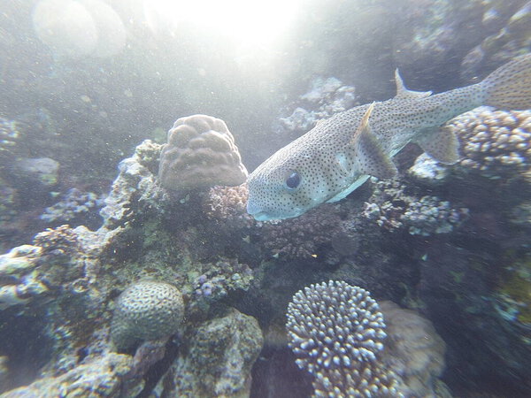 Diodon hystrix, широко известный как пятнистый дикобраз или длиннохвостый дикобраз, является крупной морской рыбой в семействе Diodontidae. Встречается в тропических и субтропических водах по всему миру., 