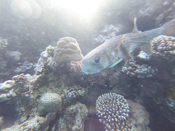 Diodon hystrix, широко известный как пятнистый дикобраз или длиннохвостый дикобраз, является крупной морской рыбой в семействе Diodontidae. Встречается в тропических и субтропических водах по всему миру., 