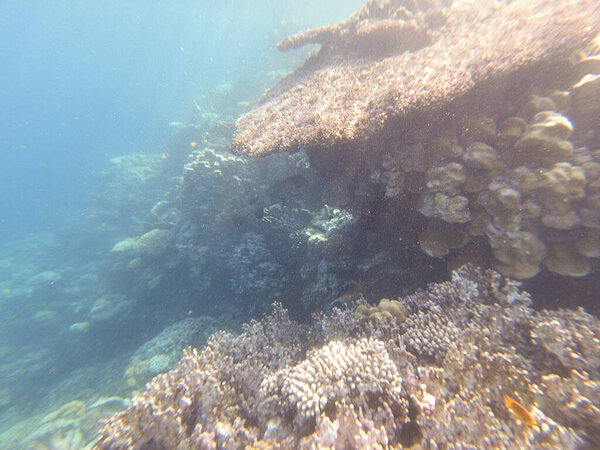 Diodon hystrix, широко известный как пятнистый дикобраз или длиннохвостый дикобраз, является крупной морской рыбой в семействе Diodontidae. Встречается в тропических и субтропических водах по всему миру., 