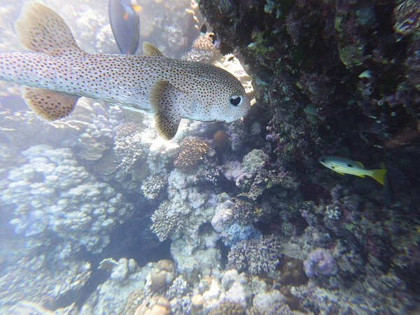 Diodon hystrix, широко известный как пятнистый дикобраз или длиннохвостый дикобраз, является крупной морской рыбой в семействе Diodontidae. Встречается в тропических и субтропических водах по всему миру., 