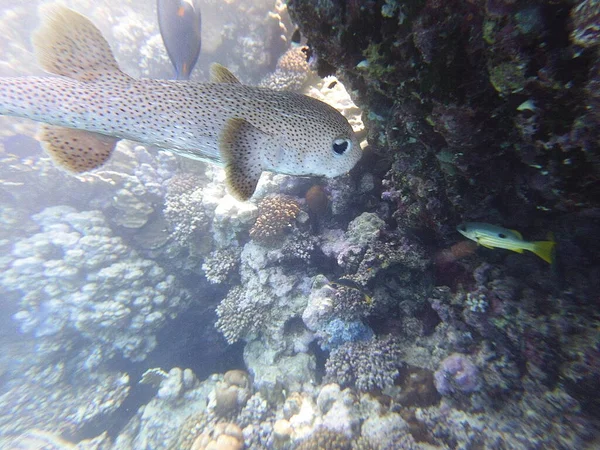 Diodon hystrix, Diodontidae familyasından bir balık türü olan Diodon hystrix familyasından bir balık türü. Dünya çapında tropikal ve subtropikal sularda bulunur., 
