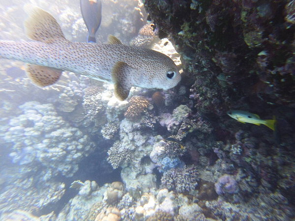 Diodon hystrix, широко известный как пятнистый дикобраз или длиннохвостый дикобраз, является крупной морской рыбой в семействе Diodontidae. Встречается в тропических и субтропических водах по всему миру., 