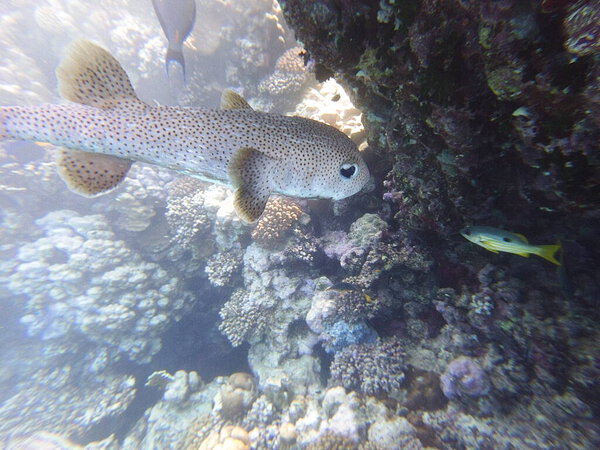 Diodon hystrix, широко известный как пятнистый дикобраз или длиннохвостый дикобраз, является крупной морской рыбой в семействе Diodontidae. Встречается в тропических и субтропических водах по всему миру., 