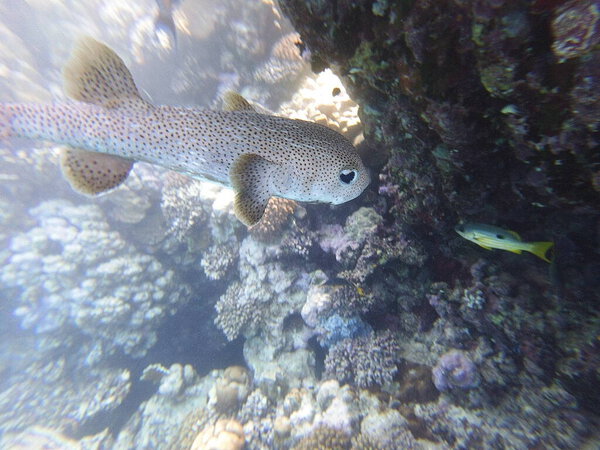 Diodon hystrix, широко известный как пятнистый дикобраз или длиннохвостый дикобраз, является крупной морской рыбой в семействе Diodontidae. Встречается в тропических и субтропических водах по всему миру., 