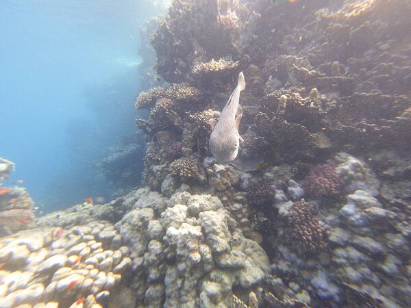 Diodon hystrix, широко известный как пятнистый дикобраз или длиннохвостый дикобраз, является крупной морской рыбой в семействе Diodontidae. Встречается в тропических и субтропических водах по всему миру., 