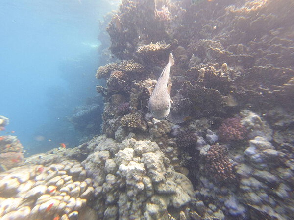 Diodon hystrix, широко известный как пятнистый дикобраз или длиннохвостый дикобраз, является крупной морской рыбой в семействе Diodontidae. Встречается в тропических и субтропических водах по всему миру., 