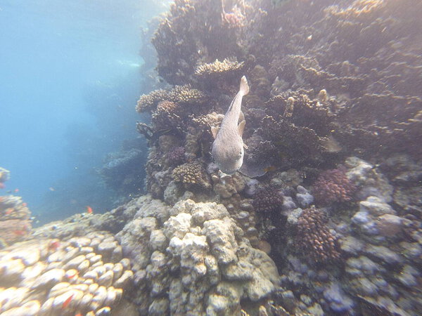 Diodon hystrix, широко известный как пятнистый дикобраз или длиннохвостый дикобраз, является крупной морской рыбой в семействе Diodontidae. Встречается в тропических и субтропических водах по всему миру., 