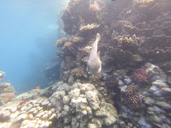 Diodon hystrix, широко известный как пятнистый дикобраз или длиннохвостый дикобраз, является крупной морской рыбой в семействе Diodontidae. Встречается в тропических и субтропических водах по всему миру., 