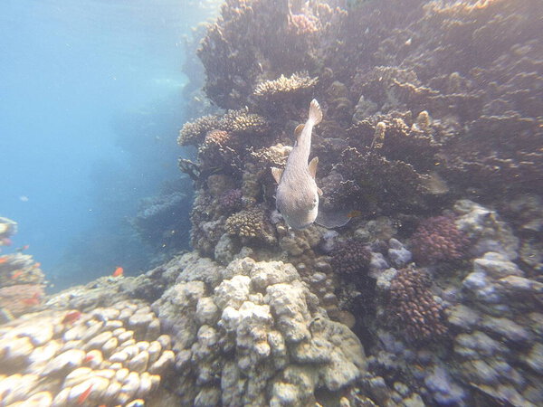 Diodon hystrix, широко известный как пятнистый дикобраз или длиннохвостый дикобраз, является крупной морской рыбой в семействе Diodontidae. Встречается в тропических и субтропических водах по всему миру., 