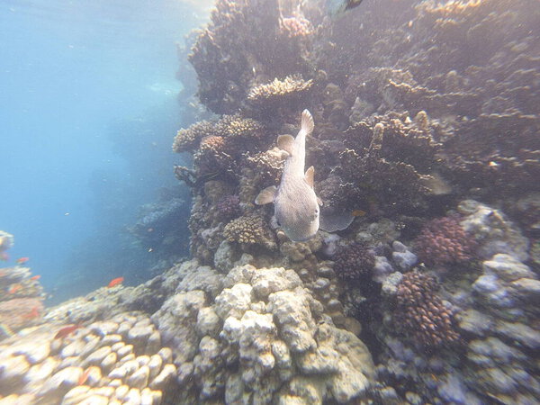 Diodon hystrix, широко известный как пятнистый дикобраз или длиннохвостый дикобраз, является крупной морской рыбой в семействе Diodontidae. Встречается в тропических и субтропических водах по всему миру, в