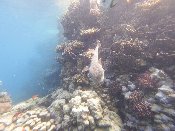 Diodon hystrix, широко известный как пятнистый дикобраз или длиннохвостый дикобраз, является крупной морской рыбой в семействе Diodontidae. Встречается в тропических и субтропических водах по всему миру, в