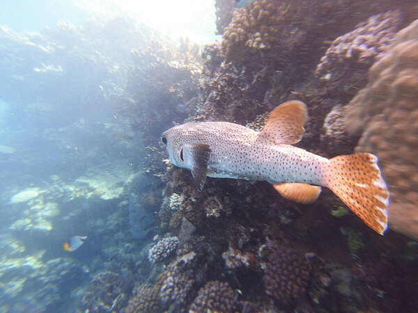 Diodon hystrix, широко известный как пятнистый дикобраз или длиннохвостый дикобраз, является крупной морской рыбой в семействе Diodontidae. Встречается в тропических и субтропических водах по всему миру, в