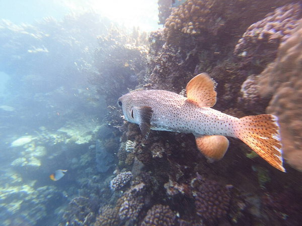 Diodon hystrix, широко известный как пятнистый дикобраз или длиннохвостый дикобраз, является крупной морской рыбой в семействе Diodontidae. Встречается в тропических и субтропических водах по всему миру, в