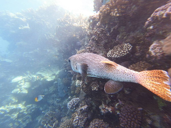 Diodon hystrix, широко известный как пятнистый дикобраз или длиннохвостый дикобраз, является крупной морской рыбой в семействе Diodontidae. Встречается в тропических и субтропических водах по всему миру, в