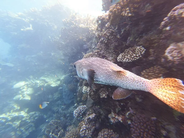 Diodon hystrix, Diodontidae familyasından bir balık türü olan Diodon hystrix familyasından bir balık türü. Dünya çapında tropikal ve subtropikal sularda bulunur.