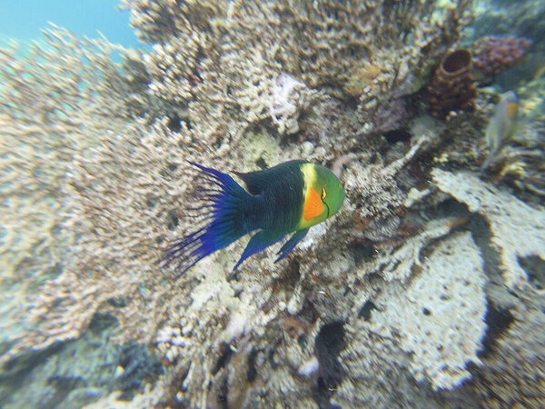 broomtail whbh (Cheilinus lunulatus) - вид whbh, обитающий в Красном море и Индийском океане.