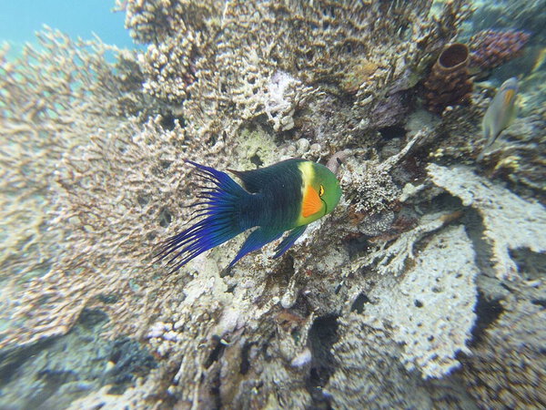 broomtail whbh (Cheilinus lunulatus) - вид whbh, обитающий в Красном море и Индийском океане.