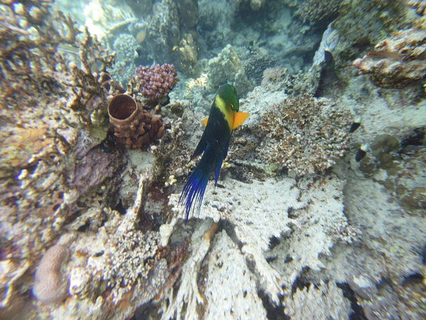 broomtail whbh (Cheilinus lunulatus) - вид whbh, обитающий в Красном море и Индийском океане.