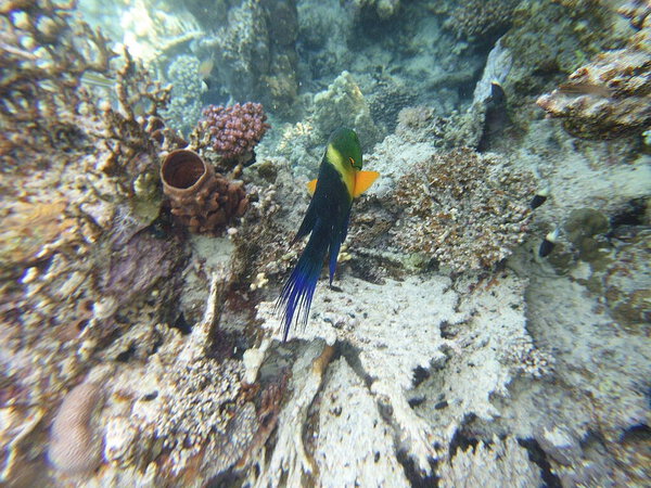 broomtail whbh (Cheilinus lunulatus) - вид whbh, обитающий в Красном море и Индийском океане.