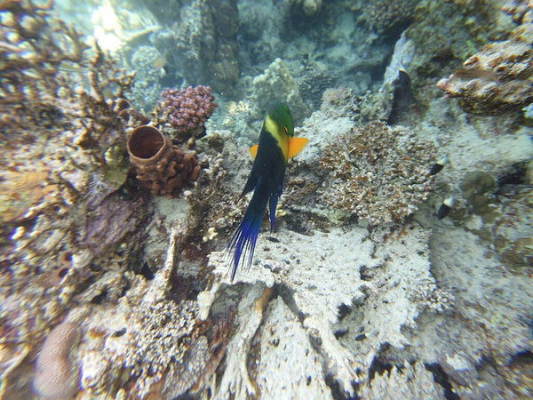 broomtail whbh (Cheilinus lunulatus) - вид whbh, обитающий в Красном море и Индийском океане.