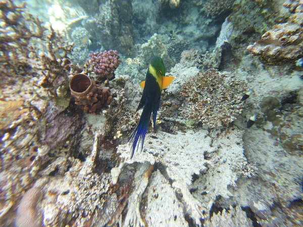 broomtail whbh (Cheilinus lunulatus) - вид whbh, обитающий в Красном море и Индийском океане.