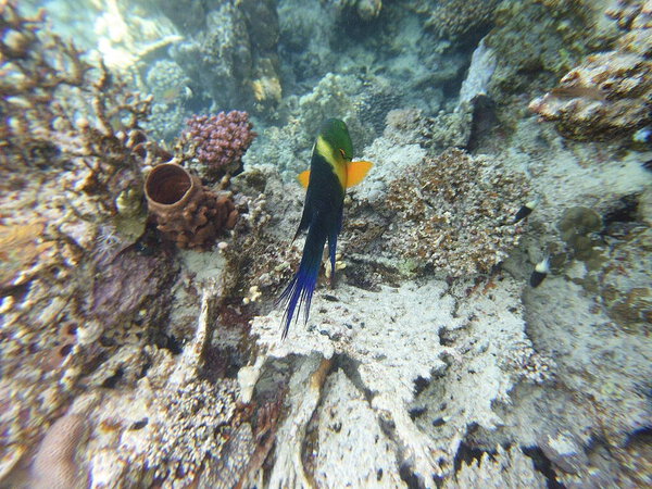 broomtail whbh (Cheilinus lunulatus) - вид whbh, обитающий в Красном море и Индийском океане.