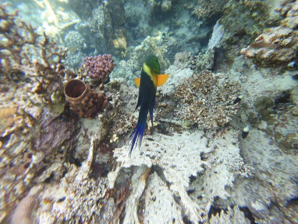 broomtail whbh (Cheilinus lunulatus) - вид whbh, обитающий в Красном море и Индийском океане.