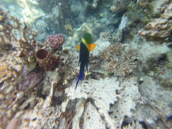 broomtail whbh (Cheilinus lunulatus) - вид whbh, обитающий в Красном море и Индийском океане.