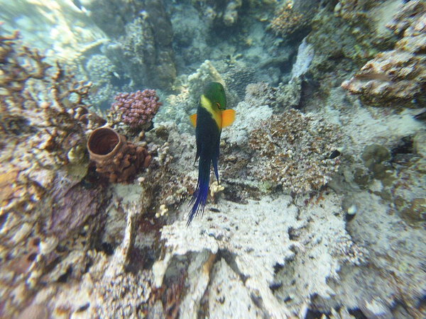 broomtail whbh (Cheilinus lunulatus) - вид whbh, обитающий в Красном море и Индийском океане.