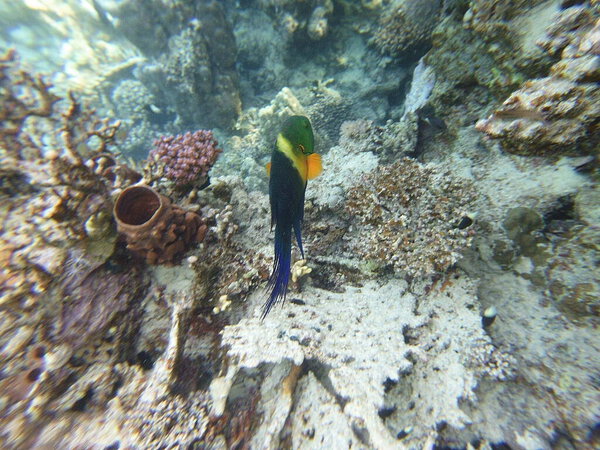 broomtail whbh (Cheilinus lunulatus) - вид whbh, обитающий в Красном море и Индийском океане.