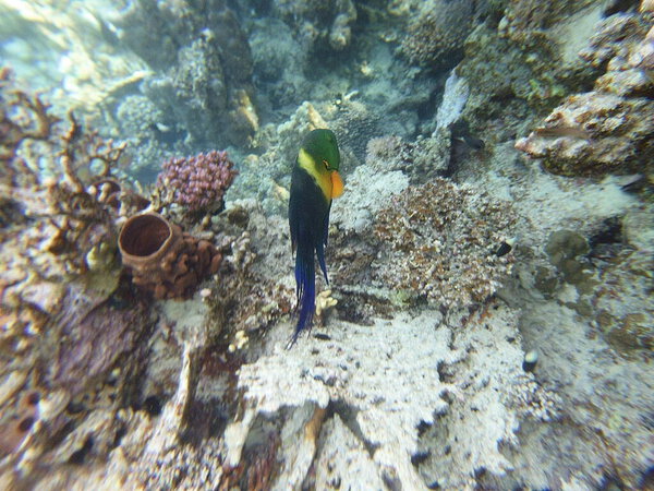 broomtail wrasse (Cheilinus lunulatus) - крупная и крепкая рифовая рыба, найденная в Красном море и западном Индийском океане. Он известен своим характерным округлым хвостом, напоминающим метлу, смелое похлопывание по лицу