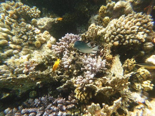 Amblyglyphidodon leucogaster, также известный как желтобрюхий дамэгоист, является видом морских рыб в семействе Pomacentridae, дамэгоистов и рыб-клоунов. Широко распространён в тропиках.