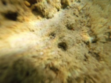 Mısır 'ın Kızıl Denizi' ndeki Bentik yaşam canlı resiflerde, kumlu diplerde ve kayalık substratlarda gelişir. Bu muhtelif topluluk mercanlar, süngerler, solucanlar, kabuklular, yumuşakçalar, ekodermler ve sayısız mikro faunayı içerir..