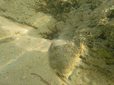 Mısır 'ın Kızıl Denizi' ndeki Bentik yaşam canlı resiflerde, kumlu diplerde ve kayalık substratlarda gelişir. Bu muhtelif topluluk mercanlar, süngerler, solucanlar, kabuklular, yumuşakçalar, ekodermler ve sayısız mikro faunayı içerir..