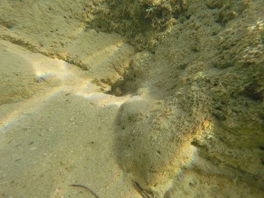 Mısır 'ın Kızıl Denizi' ndeki Bentik yaşam canlı resiflerde, kumlu diplerde ve kayalık substratlarda gelişir. Bu muhtelif topluluk mercanlar, süngerler, solucanlar, kabuklular, yumuşakçalar, ekodermler ve sayısız mikro faunayı içerir..