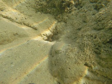 Mısır 'ın Kızıl Denizi' ndeki Bentik yaşam canlı resiflerde, kumlu diplerde ve kayalık substratlarda gelişir. Bu muhtelif topluluk mercanlar, süngerler, solucanlar, kabuklular, yumuşakçalar, ekodermler ve sayısız mikro faunayı içerir..