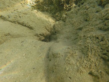 Mısır 'ın Kızıl Denizi' ndeki Bentik yaşam canlı resiflerde, kumlu diplerde ve kayalık substratlarda gelişir. Bu muhtelif topluluk mercanlar, süngerler, solucanlar, kabuklular, yumuşakçalar, ekodermler ve sayısız mikro faunayı içerir..