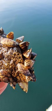Zebra midyesi küçük bir tatlı su midyesi. Bu tür Güney Rusya ve Ukrayna 'nın göllerinden gelmektedir, ancak kazara başka bölgelere de bulaşmıştır ve bir istilaya dönüşmüştür.